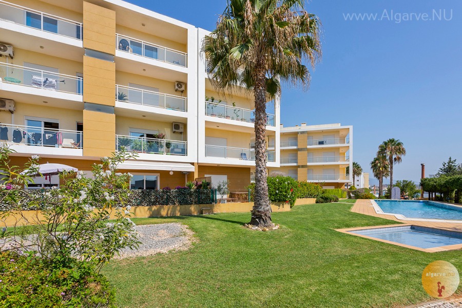The beautiful and well-kept garden with plants, lawns, and palm trees. Terrace around the pool.