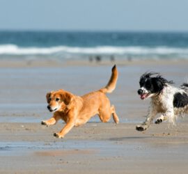 Honden op het strand in de Algarve, Portugal. Regels en voorschriften.