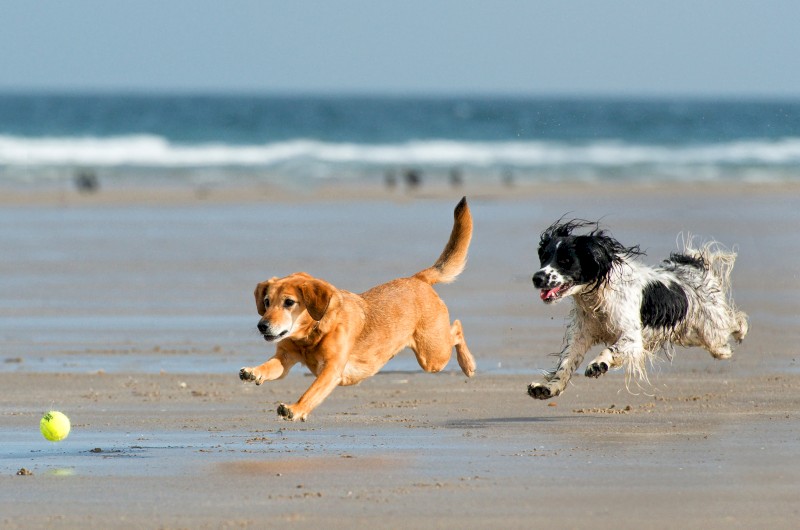 Honden op het strand in de Algarve, Portugal. Regels en voorschriften.