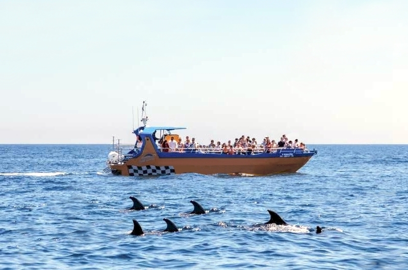 Dolfijnen Spotten Algarve