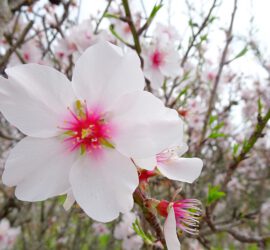 Amandelboom Algarve Bloem