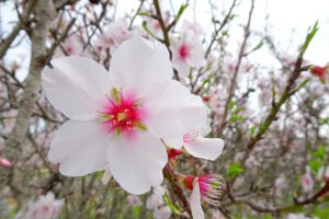 Amandelboom Algarve Bloem