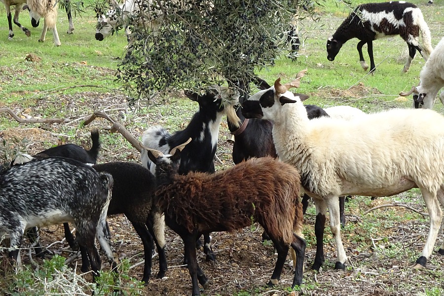 Geiten in de Algarve