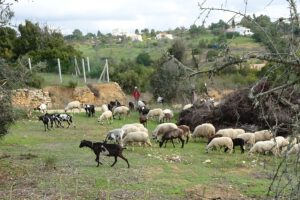 Geiten in de Algarve