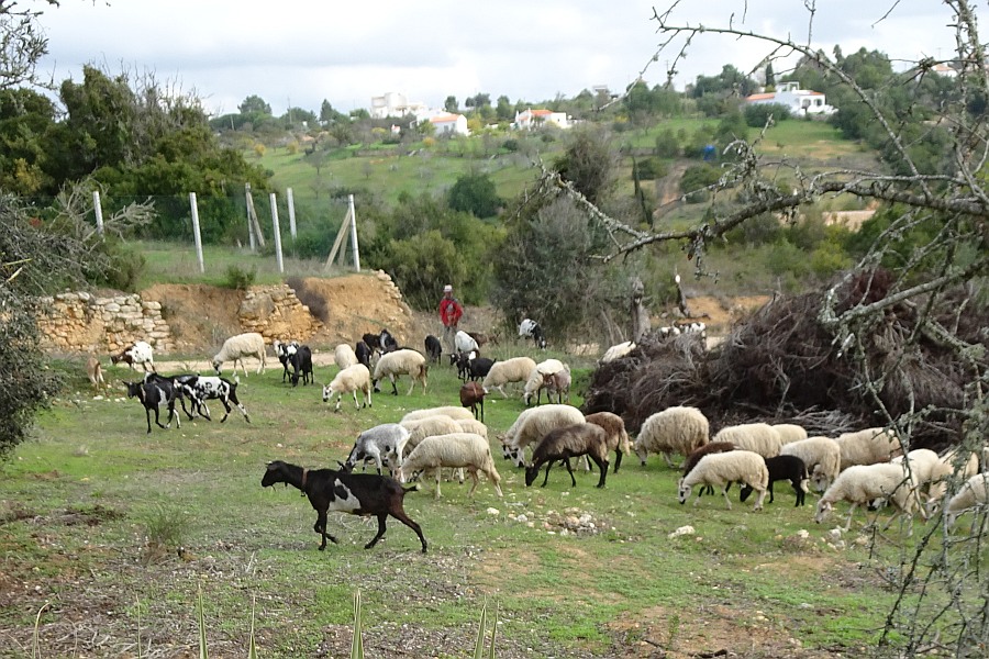 Geiten in de Algarve