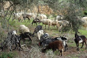 Geiten in de Algarve