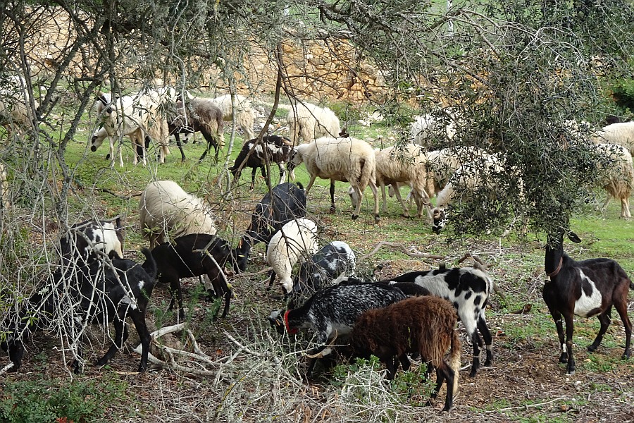 Geiten in de Algarve