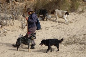 Geiten in de Algarve