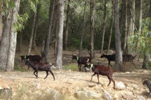 Geiten in de Algarve