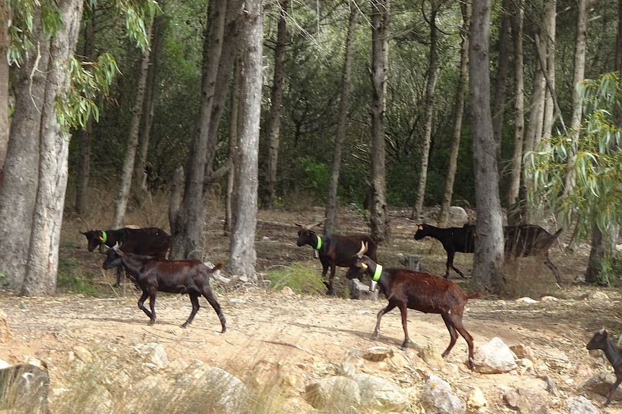 Geiten in de Algarve