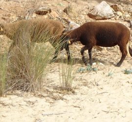 Geiten in de Algarve