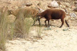 Geiten in de Algarve