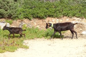 Geiten in de Algarve