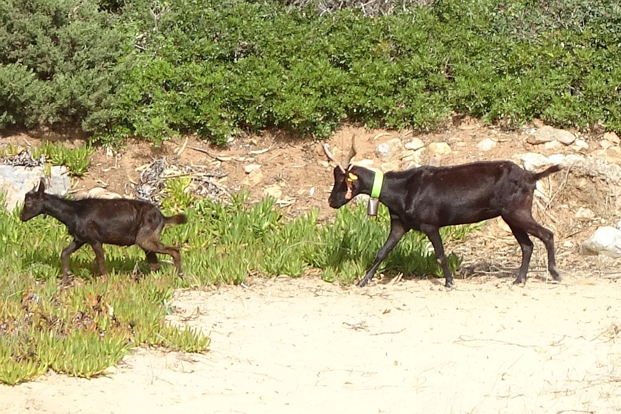 Geiten in de Algarve