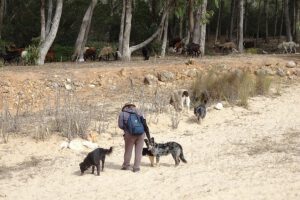 Geiten in de Algarve