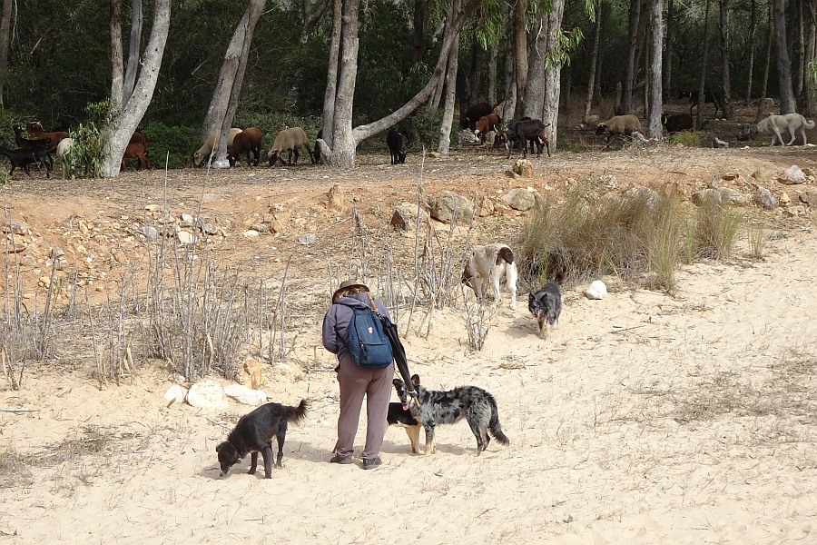 Geiten in de Algarve