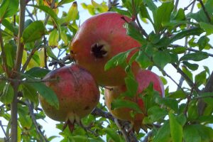 Granaatappels Algarve