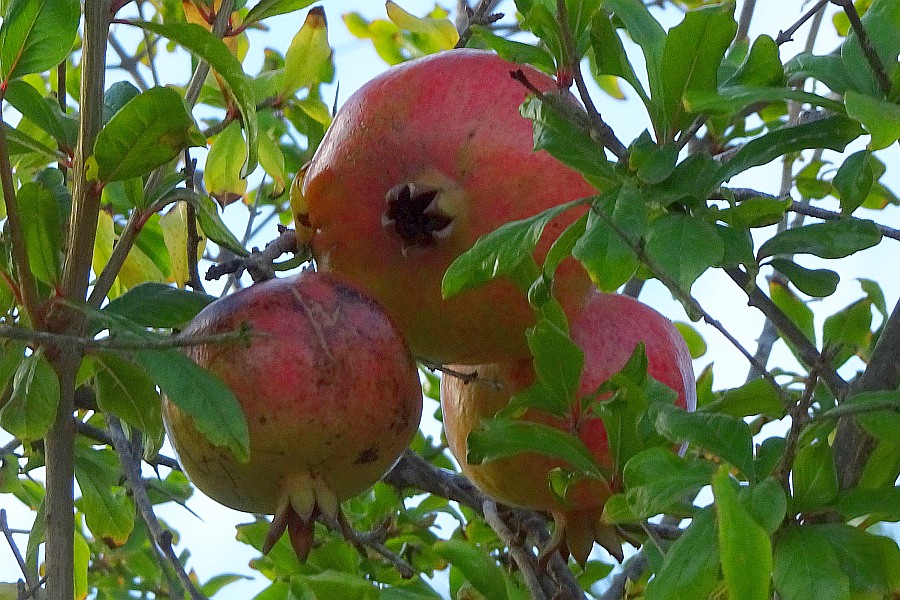 Granaatappels Algarve