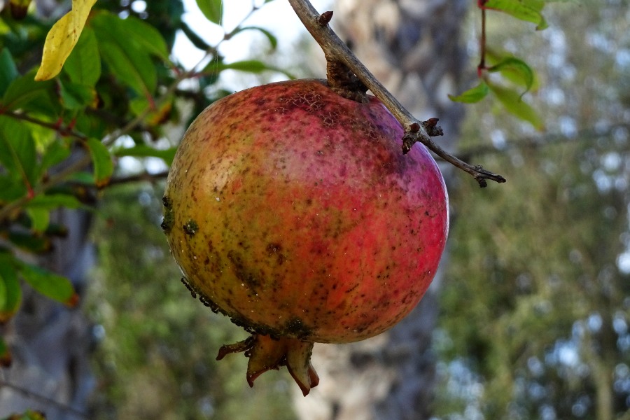 Granaatappels Algarve
