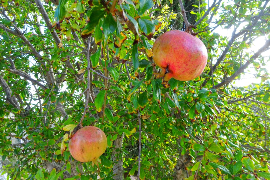 Granaatappels Algarve