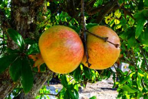 Granaatappels Algarve