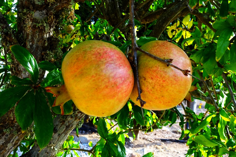 Granaatappels Algarve