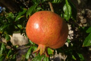 Granaatappels Algarve