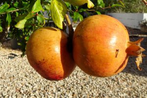 Granaatappels Algarve