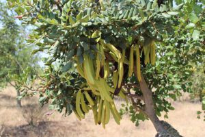 Johannesbroodboom Algarve