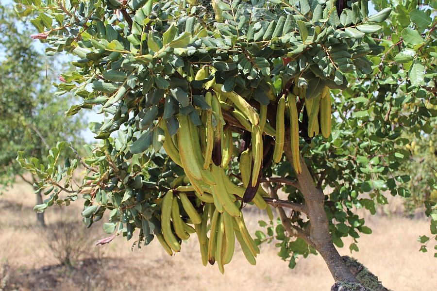 Johannesbroodboom Algarve