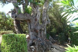 Johannesbroodboom Algarve