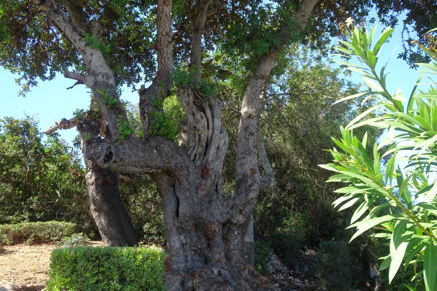 Johannesbroodboom Algarve