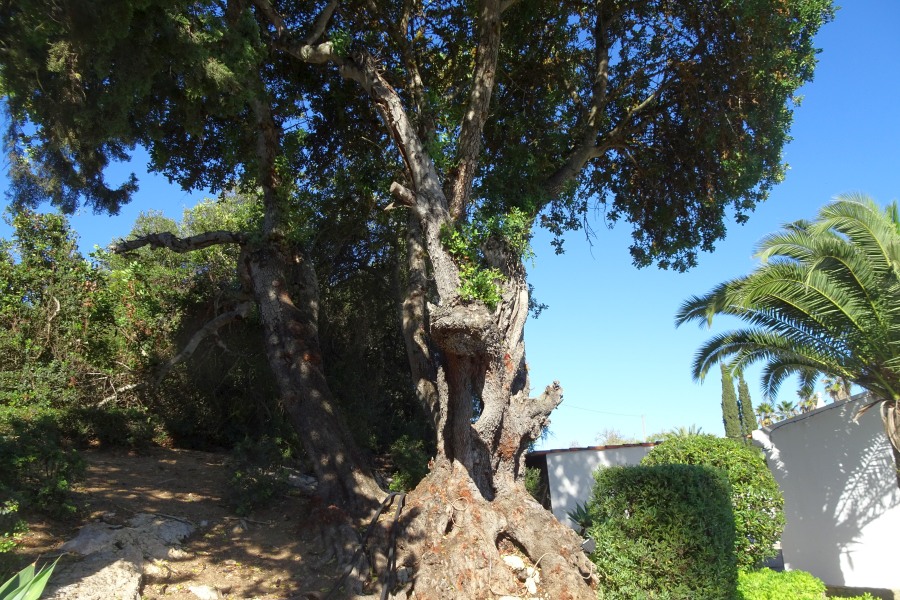 Johannesbroodboom Algarve