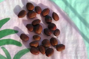 Johannesbroodboom Algarve