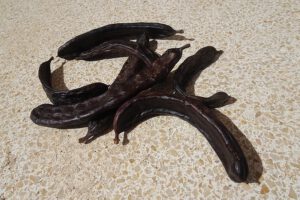 Johannesbroodboom Algarve