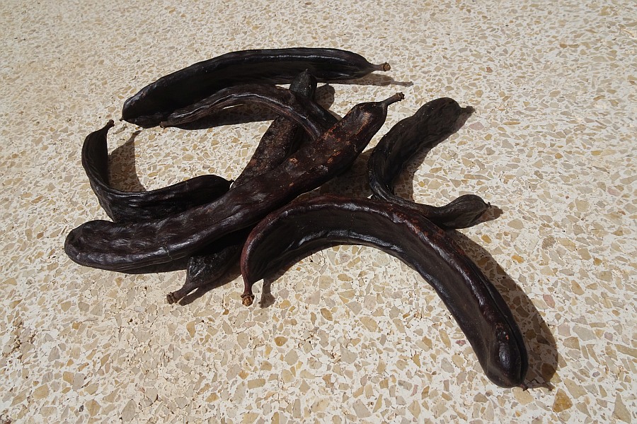 Johannesbroodboom Algarve