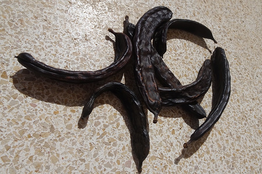 Johannesbroodboom Algarve