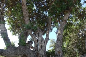 Johannesbroodboom Algarve