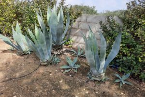 Agave in de Algarve
