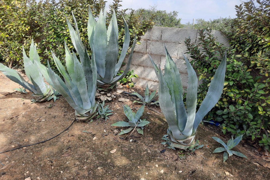 Agave in de Algarve