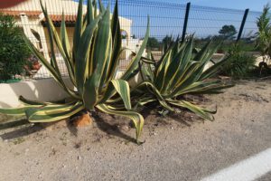 Agave in de Algarve