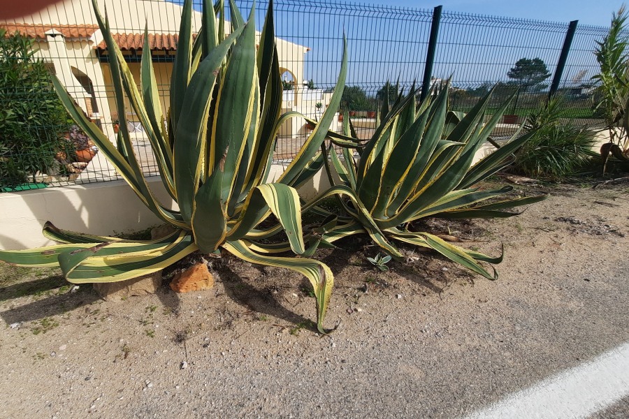 Agave in de Algarve