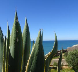Agave in de Algarve