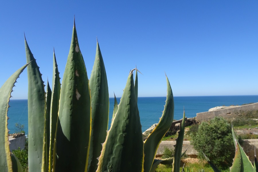 Agave in de Algarve