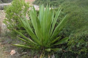 Agave in de Algarve