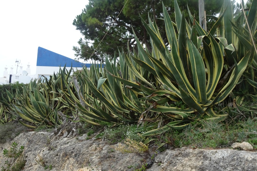 Agave in de Algarve