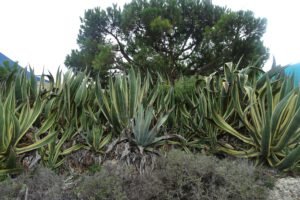 Agave in de Algarve