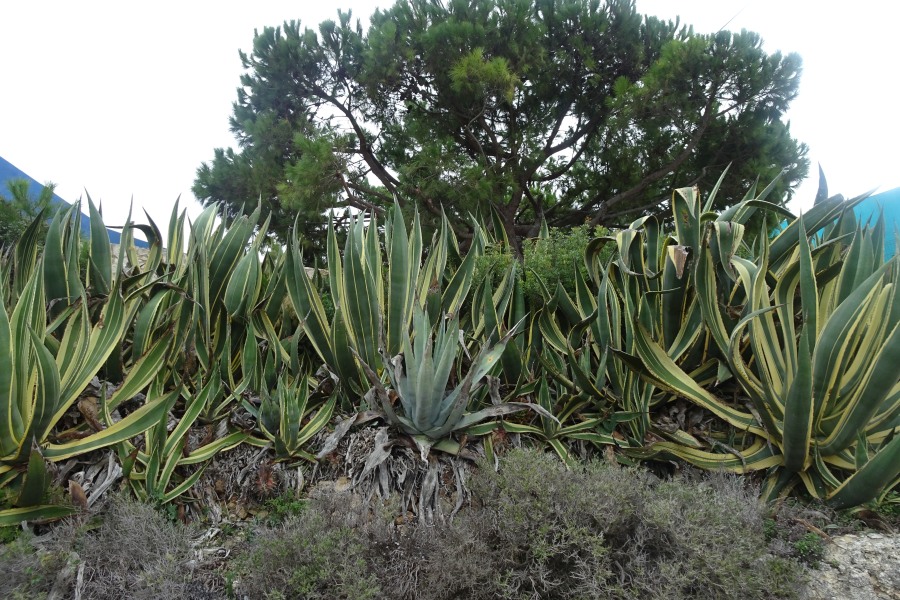 Agave in de Algarve