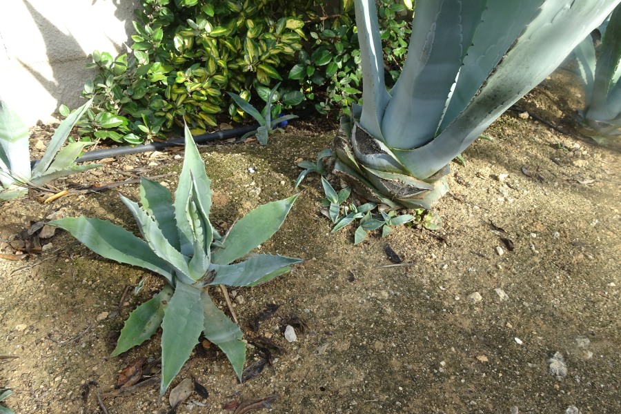 Agave in de Algarve