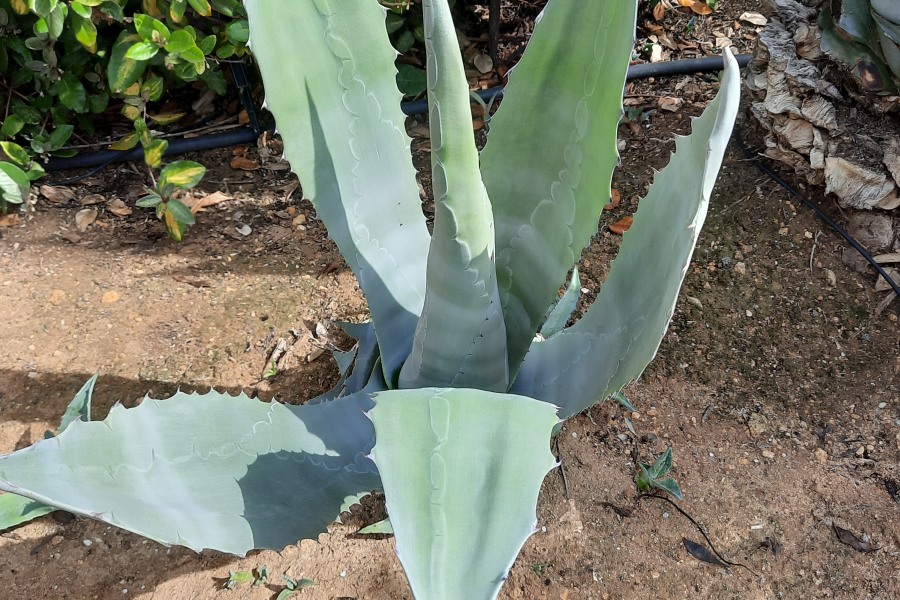 Agave in de Algarve
